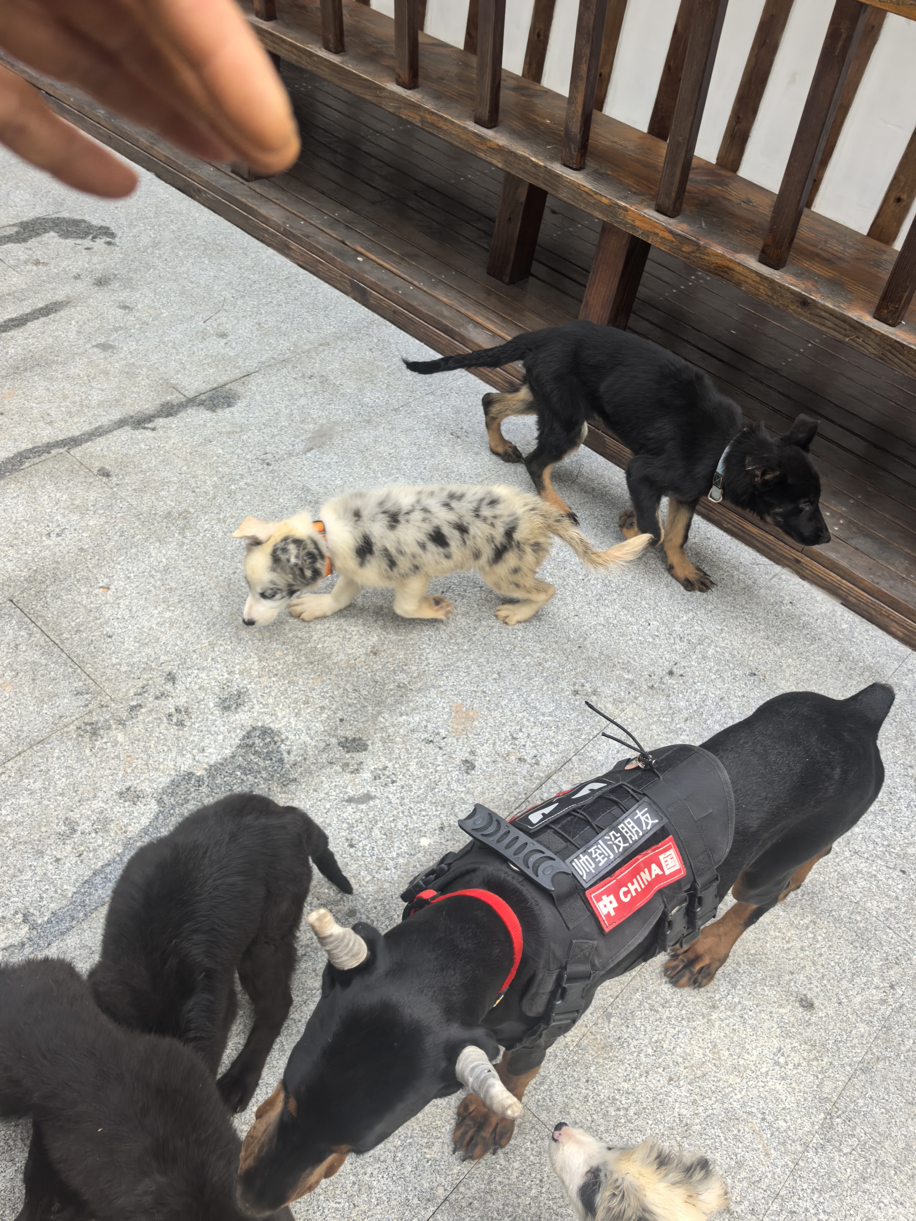 双血统带证书+芯片+追踪器